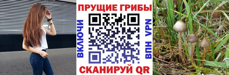 Галлюциногенные грибы Psilocybine cubensis  Фокино 